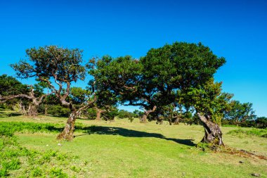 Günbatımında muhteşem büyülü Fanal Laurisilva ormanında yüzyıllar öncesinden kalma ağaçlar. Madeira Adası, Portekiz