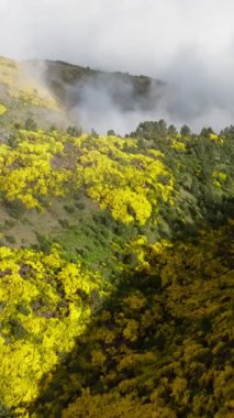 Portekiz 'de Pico do Arieiro yakınlarında çiçek açan sarı Cytisus çalıları arasındaki hava manzarası. Dolly hareketine yaklaş.
