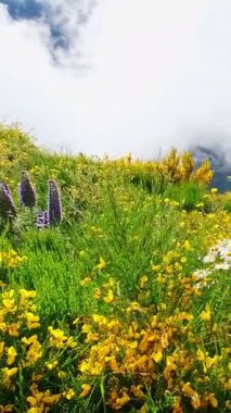 Papatya çiçekleri ve çiçek açan Cytisus çalıları ve bulutlardaki dağlarla Madeira manzarası. Miradouros do Paredao, Madeira Adası, Portekiz. Kamera tavası