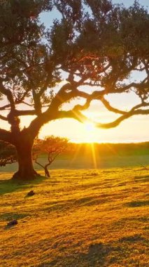 Gün batımında Fanal Laurisilva ormanındaki ağaçların üzerinde uçarken çekilen hava aracı görüntüleri. Madeira Adası, Portekiz. Yakından uç, yaklaş.