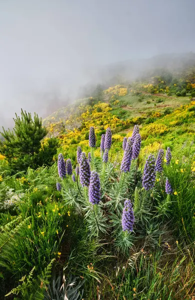 Madeira manzarası Madeira Gururu çiçekleri ve çiçek açan Cytisus çalıları ve bulutlardaki dağlar. Miradouros do Paredao, Madeira Adası, Portekiz