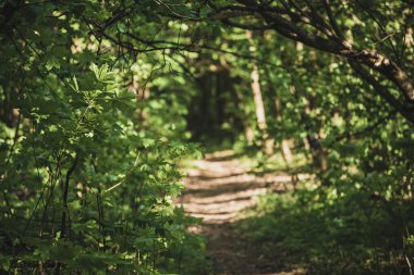 Yaz yeşili orman yolu, doğal açık hava mevsimsel arka plan.