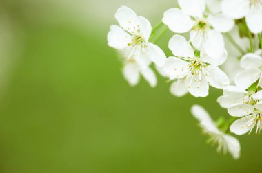 Baharda çiçek açan yeşil yapraklar, makro, çerçeve