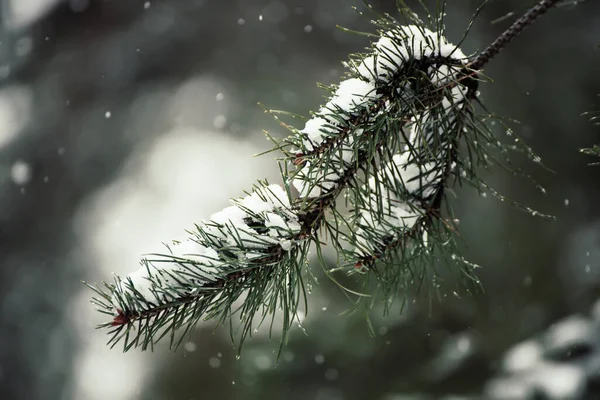 Предпосылки Контекст Fir Tree Branches Covered Snow Seasonal Natural Holiday — стоковое фото