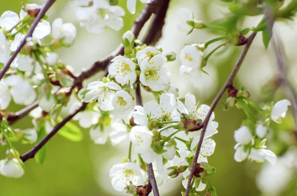 Blossoming Cherry Flowers Spring Time Green Leaves Copyspace Natural Seasonal — Stok Foto