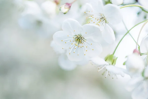 벚꽃은 계절에 자연적 입니다 매크로 이미지 — 스톡 사진