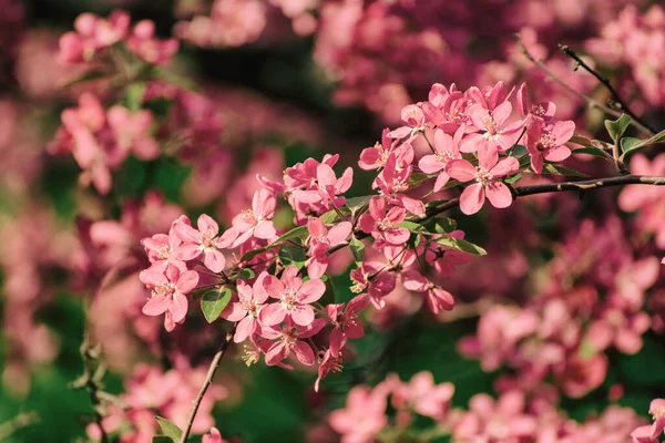 Dekorative Rote Apfelbaumblüten Blühen Frühling Blumiger Natürlicher Hintergrund — Stockfoto