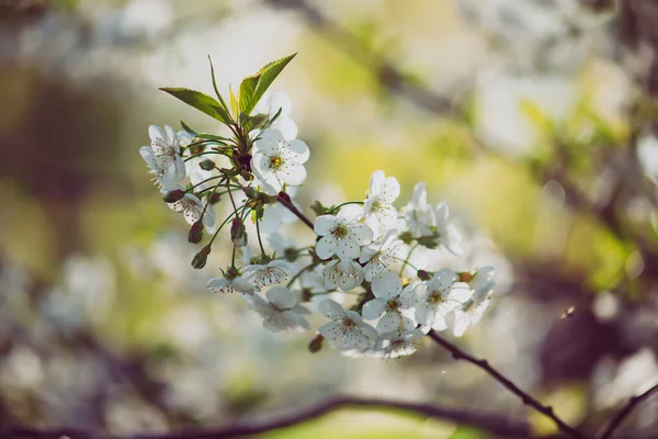 Blossoming Cherry Flowers Spring Time Green Leaves Copyspace Natural Seasonal — Stock Photo, Image