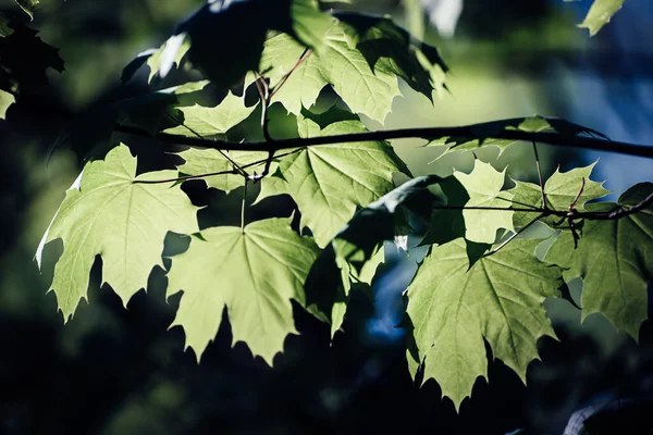 緑色のカエデの葉から春の季節の背景 エコ自然概念 — ストック写真