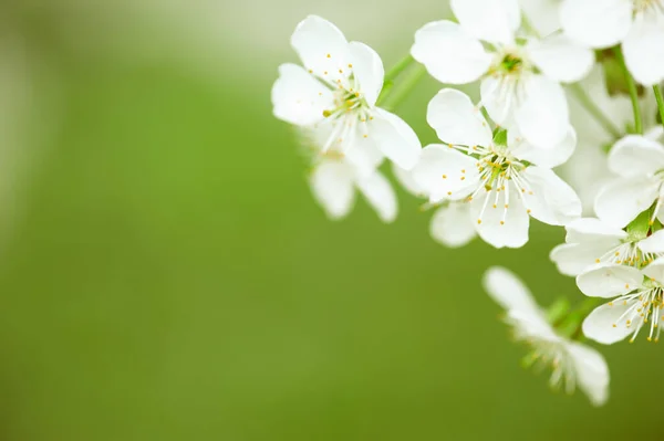 Blossoming Cherry Flowers Spring Time Green Leaves Macro Frame — Stock Photo, Image