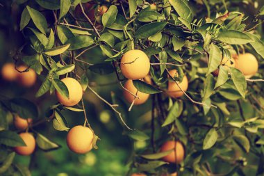 Yeşil yapraklı ve olgun meyveli mandalina bahçesi. Olgunlaşan narenciye meyveleriyle Mandarin Bahçesi. Doğal açık hava gıda geçmişi.