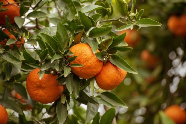 Yeşil yapraklı ve olgun meyveli mandalina bahçesi. Olgunlaşan narenciye meyveleriyle Mandarin Bahçesi. Doğal açık hava gıda geçmişi.