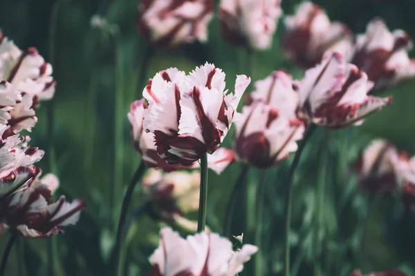 Vår Äng Med Röda Tulpan Blommor Med Vita Ränder Blommig — Stockfoto