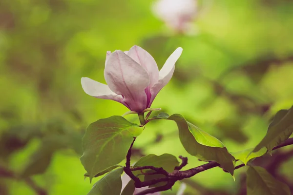 Fioritura Fiori Magnolia Rosa Con Foglie Verdi Primavera Sfondo Floreale — Foto Stock