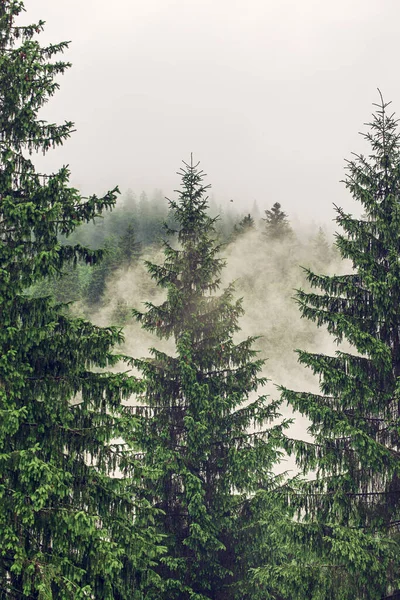 stock image Misty foggy mountain landscape with fir forest and copyspace in vintage retro hipster style