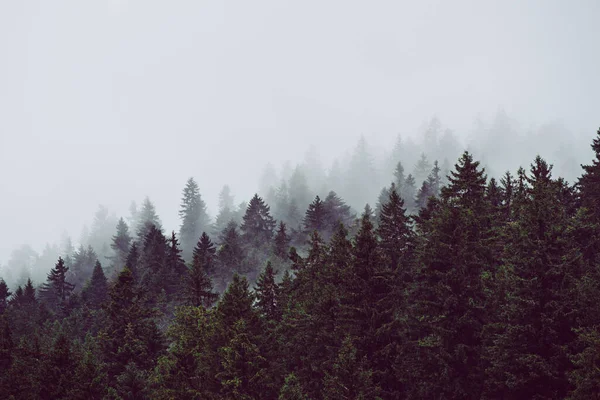 Туманный Горный Ландшафт Еловым Лесом Копипространством Стиле Ретро Хипстеров — стоковое фото