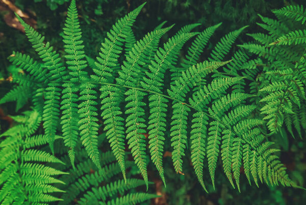 Green summer fern leaf in the forest. Dark vintage hipster background