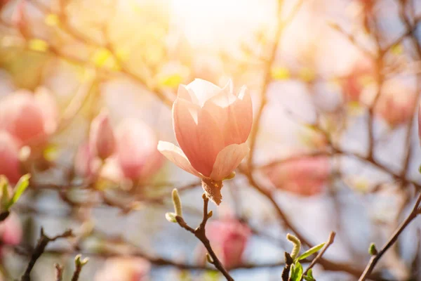 Fioritura Fiori Magnolia Rosa Primavera Sfondo Floreale Naturale Stagionale — Foto Stock