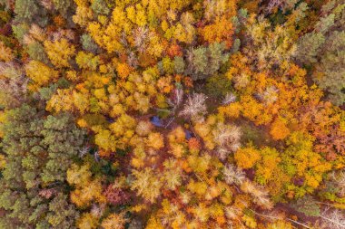 Yukarıdaki renkli sonbahar ormanı bir dronla ele geçirilmiş. Doğal mevsimsel manzara arka planı.