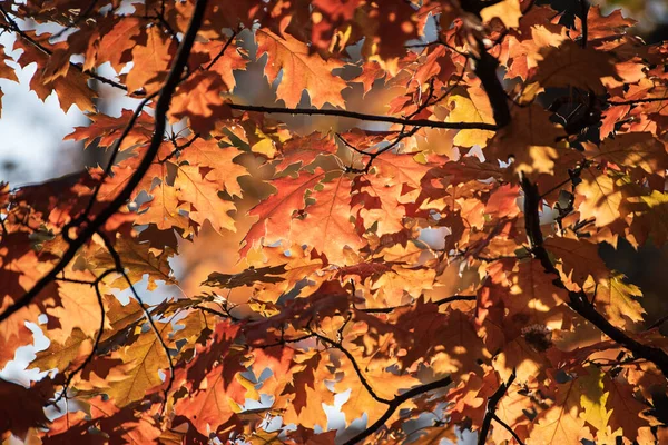 Achtergrond Van Herfst Eiken Bladeren Natuurlijke Seizoensgebonden Concept — Stockfoto