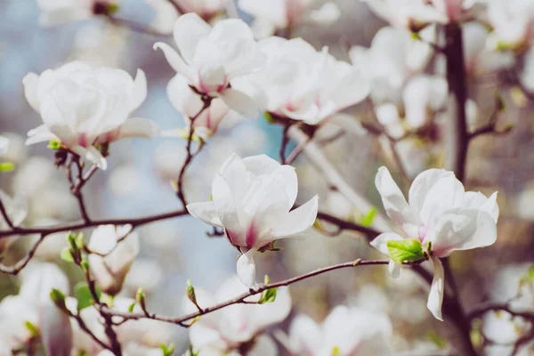 Virágzó Magnólia Fehér Virágok Tavasszal Természetes Szezonális Háttér — Stock Fotó