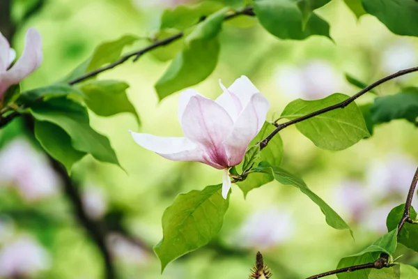 春に緑色の葉を持つピンク色のマグノリアの花の開花 花の自然な季節の背景 — ストック写真