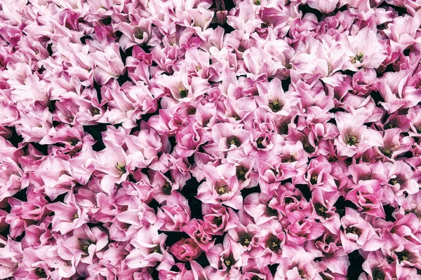 具有双瓣粉红郁金香花的春季背景 具有复制空间的花卉自然季节东方背景 — 图库照片