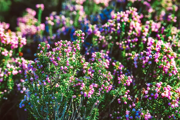 Blooming Beautiful Heather Flowers Greece Natural Seasonal Vintage Hipster Floral — Stock Photo, Image