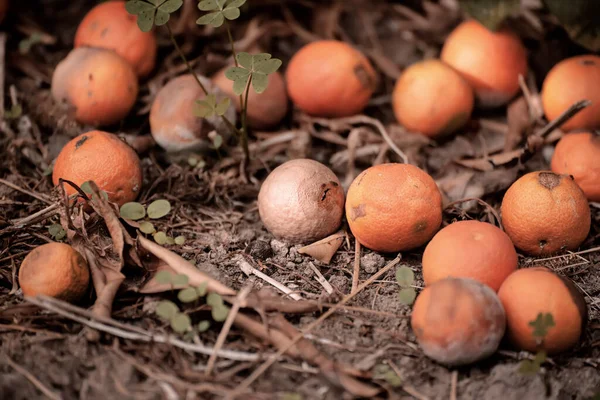 Mandarinas Podres Grama Seca Jardim Frutas Fundo Sazonal — Fotografia de Stock