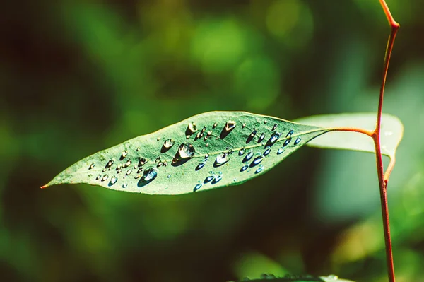 Folha Verde Eucalipto Com Gotas Água Fundo Abstrato Com Espaço — Fotografia de Stock