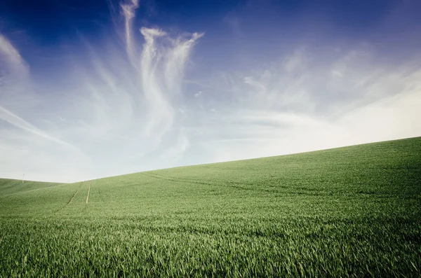 청록색 잔디와 하늘을 배경으로 노골적 목가적 — 스톡 사진