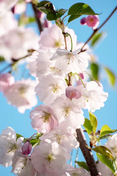 Apple Tree Flower Blossoming Spring Time Floral Sunny Vintage Natural — Stock Photo, Image