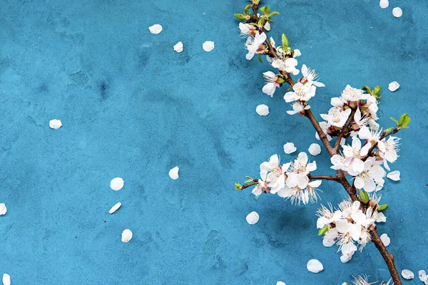 Fleurs Printemps Abricot Blanc Sur Fond Bleu Foncé Grunge Avec — Photo