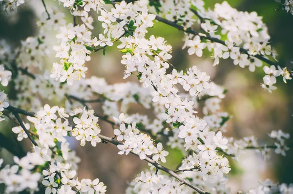 Bahar Mevsimsel Arka Plan Çiçek Açan Erik Ağacı Dalları Doğal — Stok fotoğraf
