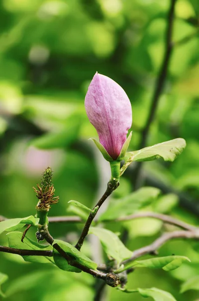 Magnolia Roze Bloemknop Lente Tijd Natuurlijke Seizoensgebonden Concept — Stockfoto