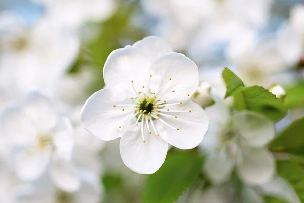 Kwitnienie Wiśni Okresie Wiosennym Naturalne Sezonowe Tło Kwiatowe Makroobraz — Zdjęcie stockowe