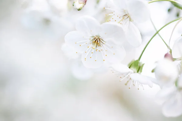 stock image Blossoming of cherry flowers in spring time, natural seasonal floral background. Macro image