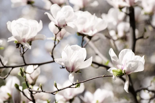 Цветение Магнолии Белые Цветы Весеннее Время Природный Сезонный Фон — стоковое фото