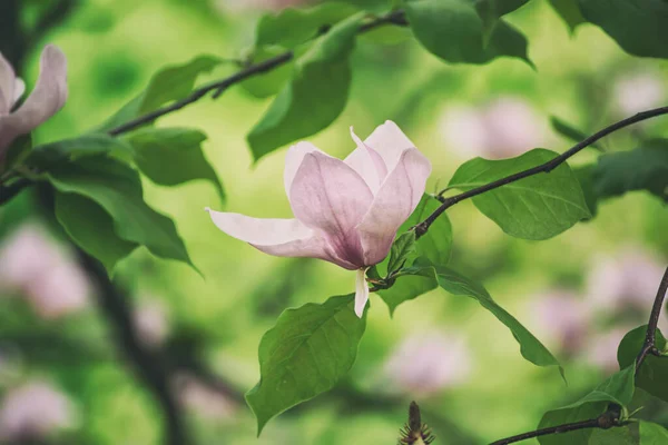 Ανθισμένα Ροζ Λουλούδια Μανόλια Πράσινα Φύλλα Την Άνοιξη Φυτικά Φυσικά — Φωτογραφία Αρχείου