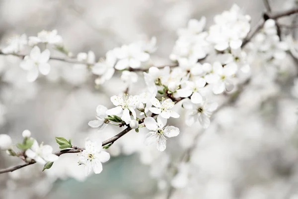 Frühling Saisonalen Hintergrund Mit Blühenden Pflaumenzweigen Natürliche Saisonale Blumigen Hintergrund — Stockfoto