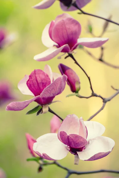 Florecimiento Flores Magnolia Rosa Con Hojas Verdes Primavera Fondo Floral — Foto de Stock
