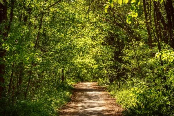Летний Зеленый Лес Дорожками Светом Солнца Естественный Открытый Фон — стоковое фото