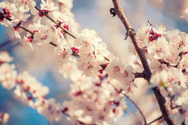 Florecimiento Del Albaricoque Primavera Con Hermosas Flores Blancas Macro Imagen — Foto de Stock