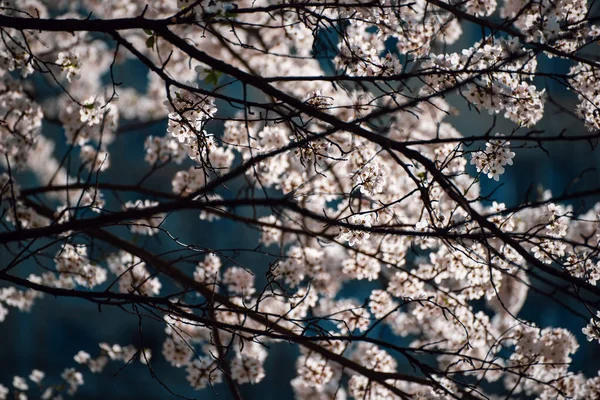 Blütezeit Des Aprikosenbaums Frühling Mit Weißen Schönen Blüten Makrobild Mit — Stockfoto