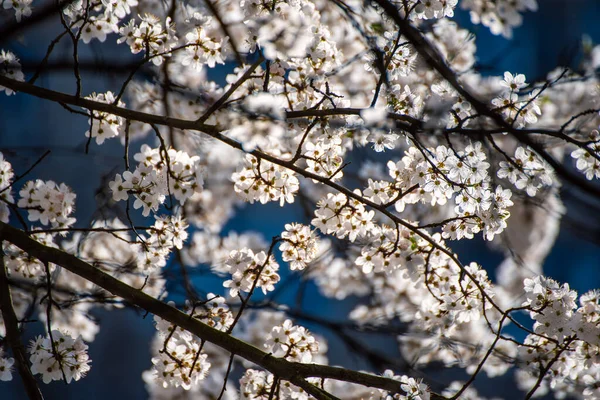 Bloeien Van Abrikozenboom Het Voorjaar Met Witte Mooie Bloemen Macro — Stockfoto