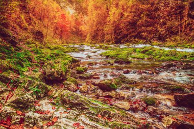 Ünlü Vintgar Vadisi Kanyonu, Bled, Ulusal Park Triglav, Slovenya, Sonbaharda Avrupa, mevsimlik manzara