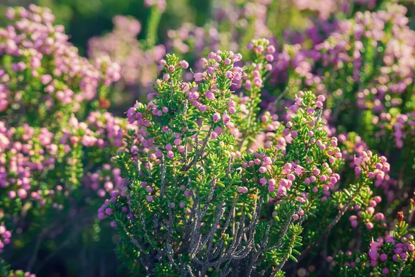 Blooming Beautiful Heather Flowers Greece Natural Seasonal Vintage Hipster Floral — Stock Photo, Image