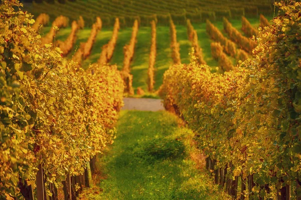Krajobraz Jesiennymi Winnicami Słonecznymi Liśćmi Gałęziach Wina Naturalne Rolnicze Tło — Zdjęcie stockowe