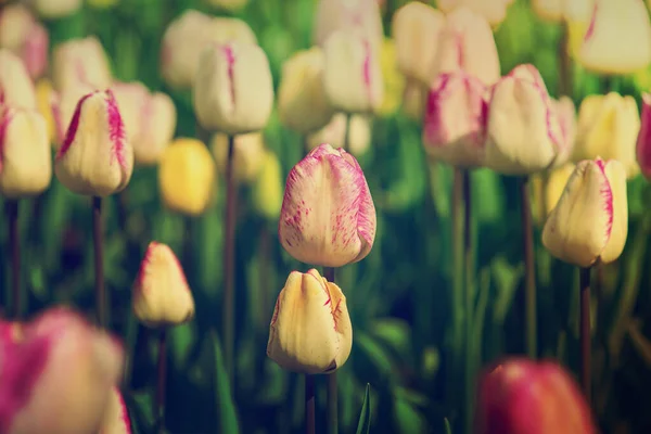 Prato Primaverile Con Molti Fiori Multicolori Tulipano Viola Bianco Sfondo — Foto Stock