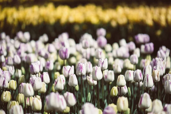 Prato Primaverile Con Molti Fiori Multicolori Tulipano Viola Giallo Sfondo — Foto Stock